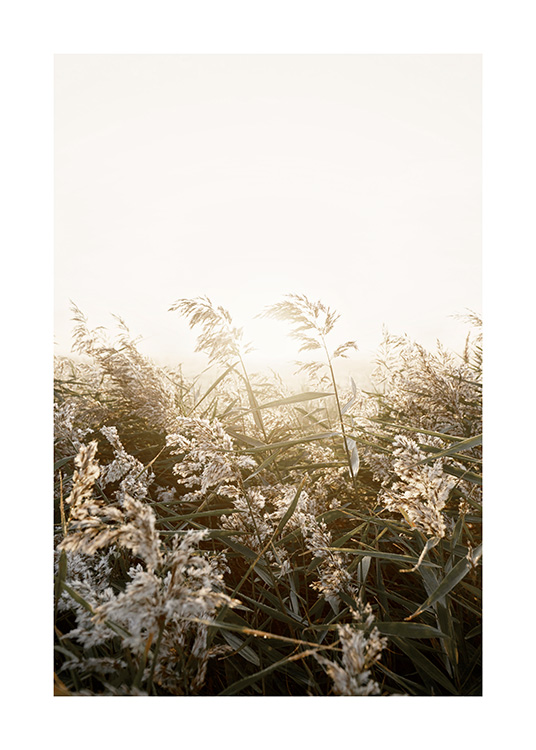  – Fotografie von beigem und grünem Gras in einem Feld bei Sonnenuntergang