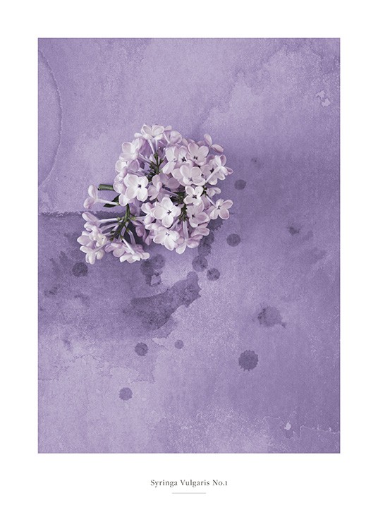  – Foto einer violetten Fliederblüte vor einem lila Hintergrund mit Wasserflecken darauf