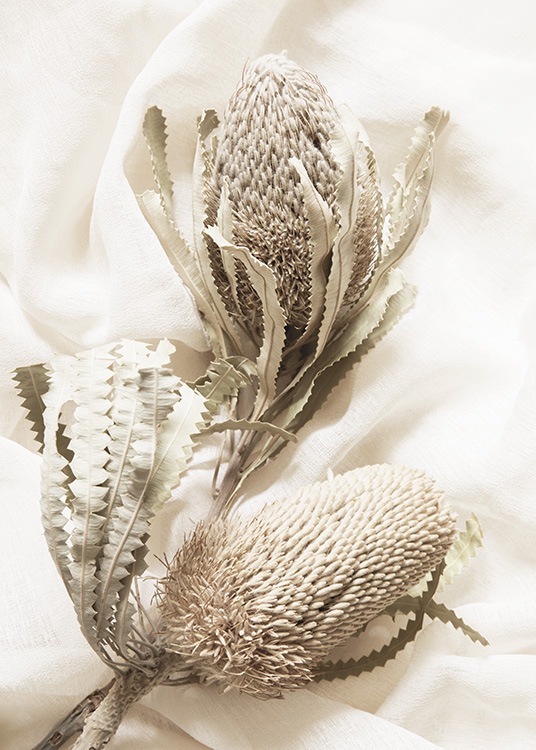  – Fotografie zweier getrockneter Blumen in Beige, vor einem weißen Stoff als Hintergrund