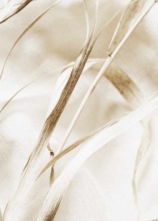  – Fotografie mit Nahaufnahme eines beigen Blattes auf getrocknetem Gras