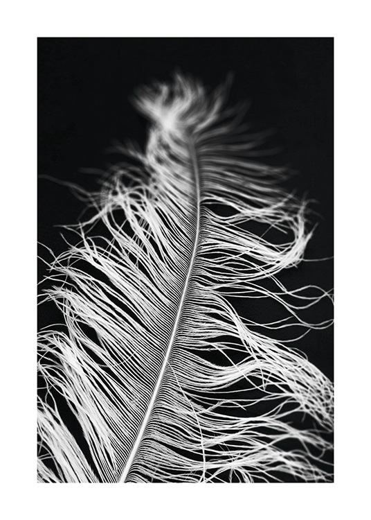  – Schwarz-weiß-Fotografie mit der Nahaufnahme einer Feder vor schwarzem Hintergrund