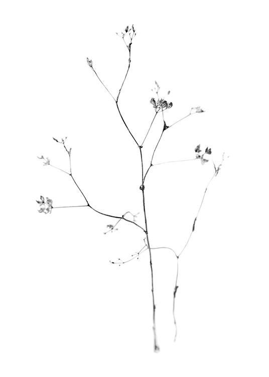  – Schwarz-weiß-Fotografie von kleinen Blüten auf einem zarten Zweig vor weißem Hintergrund