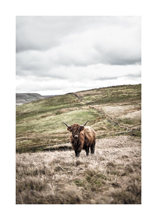  – Fotografie einer Landschaft mit Feldern, in der Mitte eine Highland-Kuh