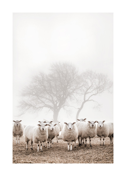  – Fotografie von einer kleinen Gruppe Schafe auf einem Feld, im Hintergrund Bäume im Nebel