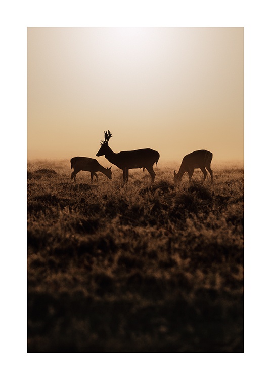  – Fotografie von Hirschen bei Sonnenuntergang, die auf einem Feld mit braunem Gras stehen