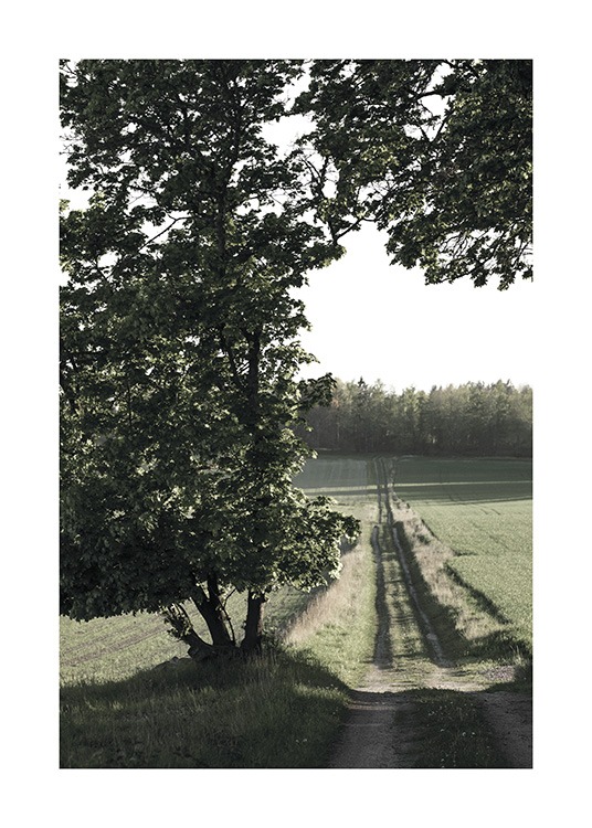  – Fotografie, die einen Feldweg und Felder zeigt, im Vordergrund ein mächtiger Baum