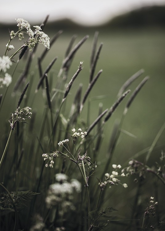  – Fotografie von kleinen weißen Blumen und grünem Gras vor einem verschwommenen Hintergrund