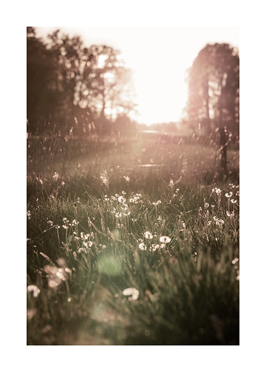  – Fotografie von weißen Blumen auf einer Wiese bei Sonnenuntergang