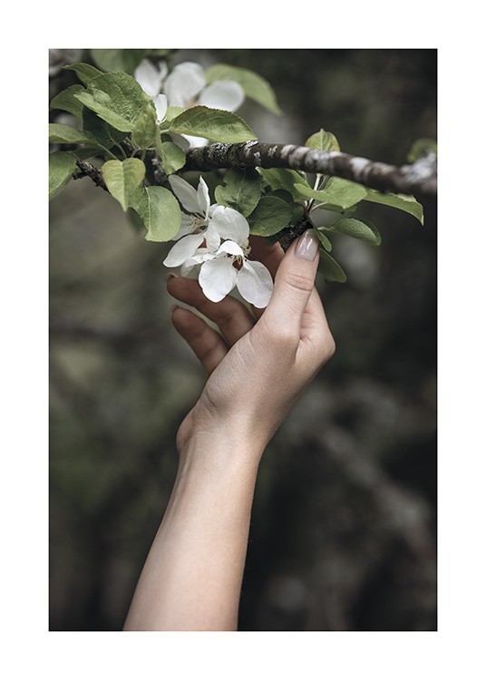  – Fotografie von einem Zweig mit weißen Blüten und grünen Blättern, die von einer Hand berührt werden