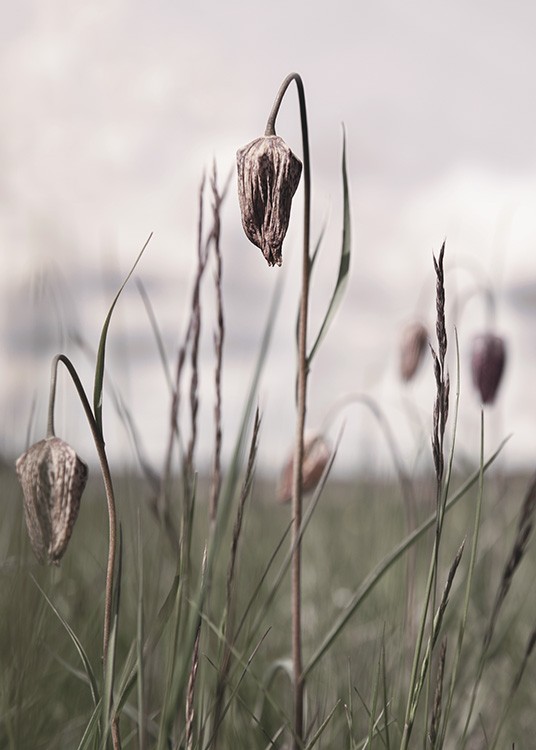  – Fotografie mit einer Nahaufnahme von getrockneten Blumen und Gras auf einem Feld