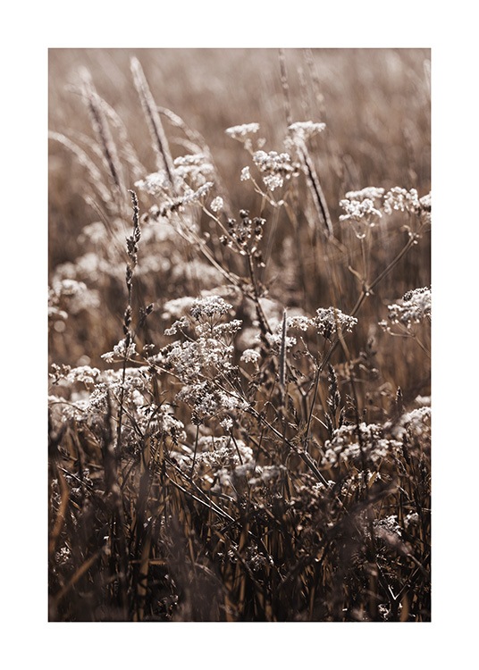  – Fotografie eines Feldes mit Gras und weißen Blumen
