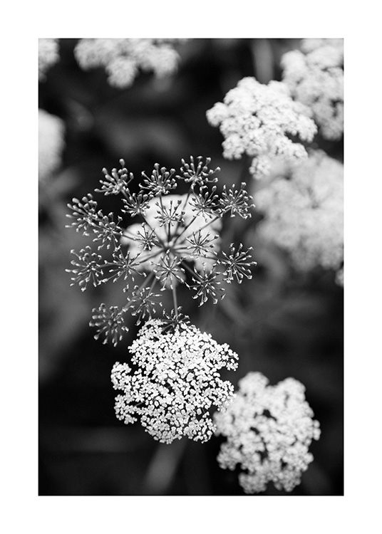  – Schwarz-weiß-Fotografie von kleinen weißen Blumen vor einem verschwommenen Hintergrund
