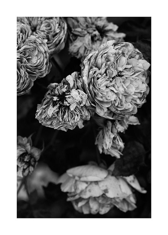  – Schwarz-weiß-Fotografie von Rosen