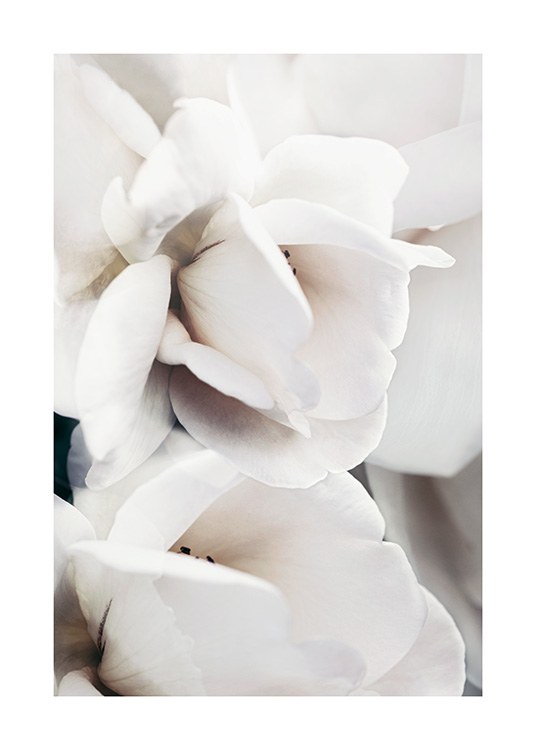  – Fotografie mit der Nahaufnahme von Blütenblättern einer Rose in Weiß