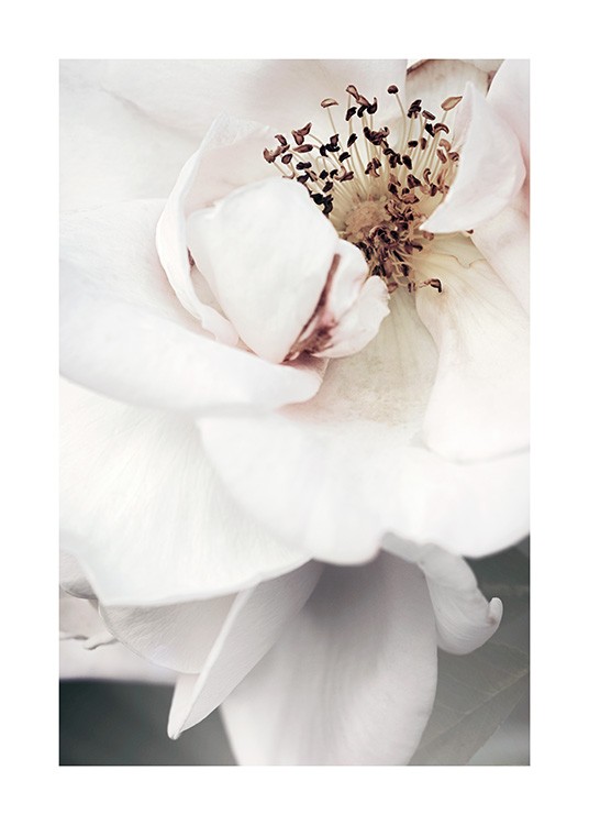  – Fotografie, die die Mitte einer weißen Rose in Nahaufnahme zeigt