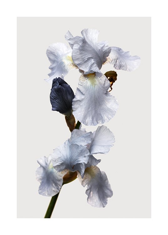  – Fotografie einer Iris mit blauen Blütenblättern vor hellgrauem Hintergrund