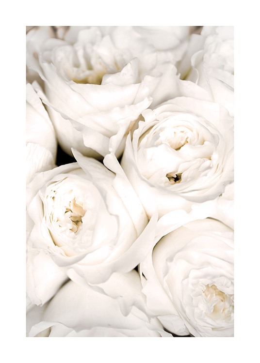  – Nahaufnahme von weißen Rosen in einem dichten Bündel
