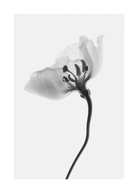  – Schwarz-weiß-Fotografie einer Blume von der Seite auf einem hellgrauen Hintergrund