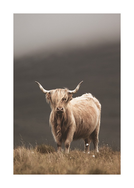 – Fotografie einer Highland-Kuh mit beigefarbenem Fell, die auf einer Weide steht