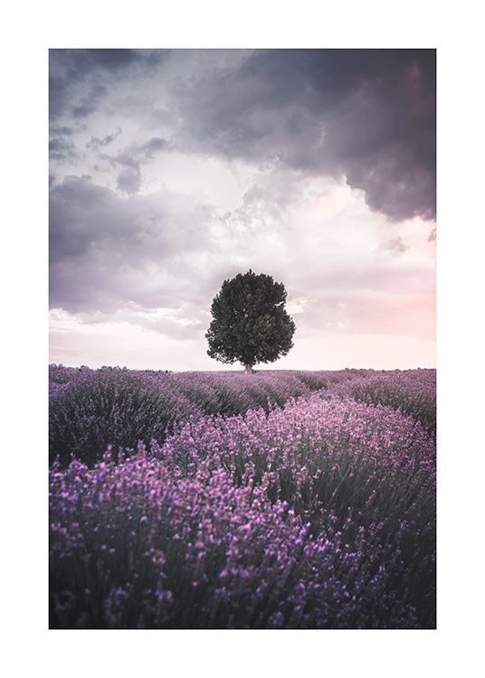  – Fotografie eines Felds mit violettem Lavendel und einem Baum in der Mitte, im Hintergrund Wolken