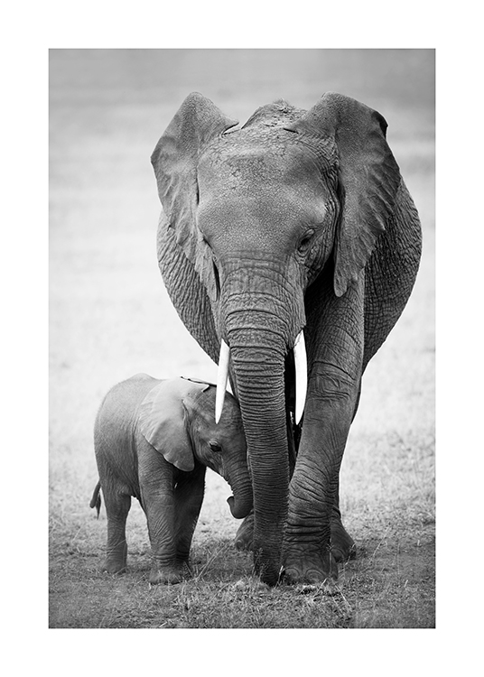  – Fotografie, die ein Elefantenbaby mit seiner Mutter in der Wüste zeigt
