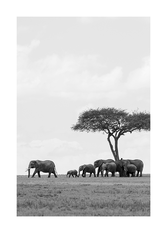  – Schwarz-weiß-Fotografie, die eine Elefantenherde unter einem Baum in der Wüste zeigt