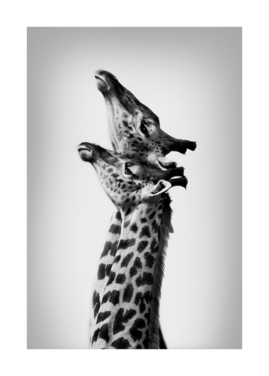  – Schwarz-weiß-Fotografie von zwei Giraffen, die ihre Hälse strecken