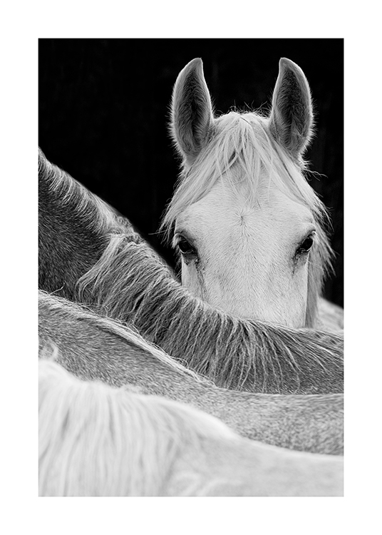  – Schwarz-weiß-Fotografie eines Pferdes, das hinter dem Rücken eines anderen Pferdes hervorsieht