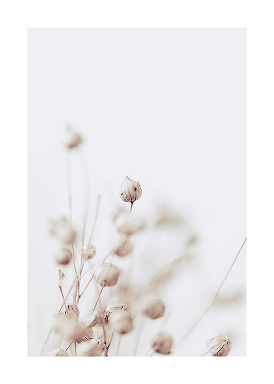  – Fotografie mit der Nahaufnahme von getrockneten Blütenknospen in Beige vor hellgrauem Hintergrund