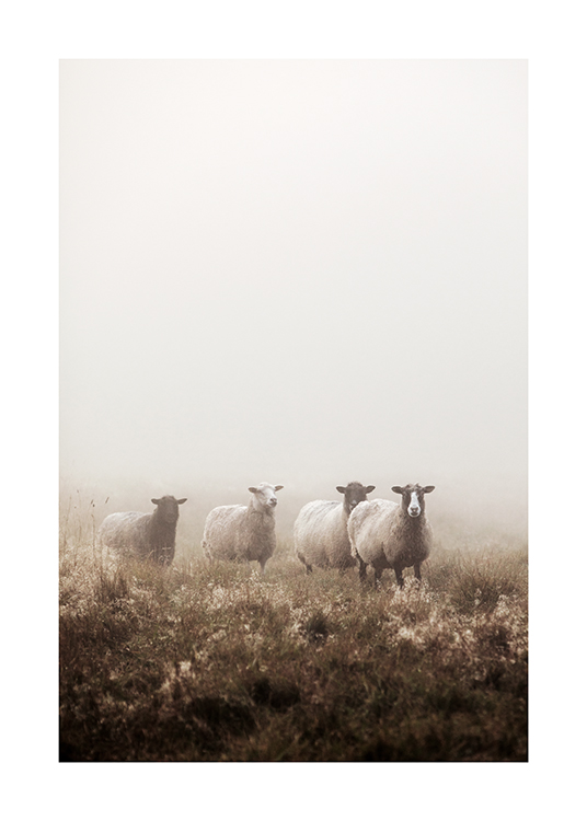  – Fotografie von Schafen, die auf einer nebelbedeckten Wiese steht