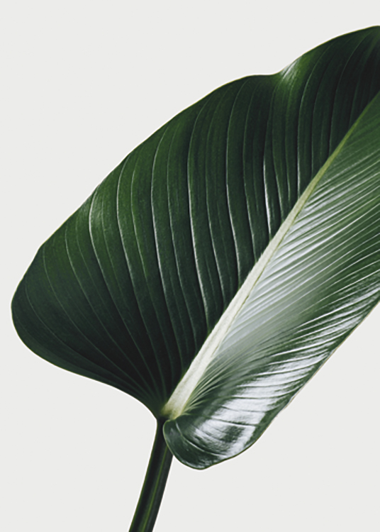  – Fotografie mit der Nahaufnahme eines großen Blattes in Grün vor einem grauen Hintergrund