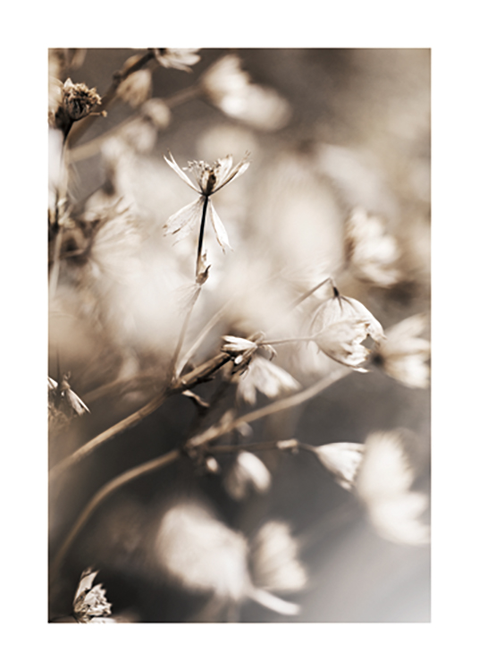 – Fotografie mit der Nahaufnahme von kleinen Blumen in Hellbeige mit verschwommenem Hintergrund
