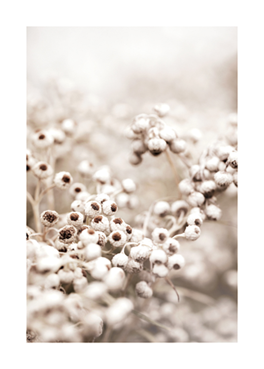  – Fotografie mit einer Dolde Blütenknospen mit braunem Kern