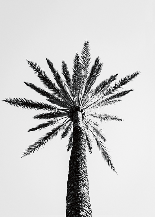  – Schwarz-weiß-Fotografie einer großen Palme von unten