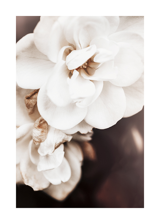  – Fotografie mit der Nahaufnahme von Floribundarosen in Weiß auf dunklem Hintergrund