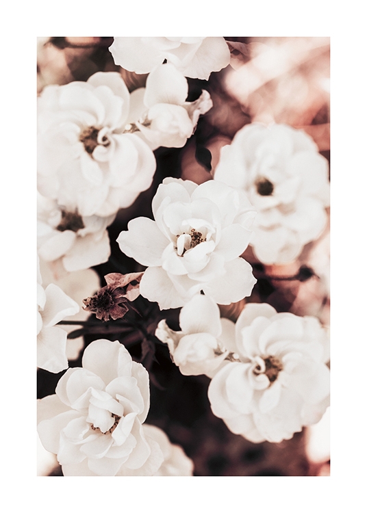  – Fotografie von Floribundarosen in Weiß vor einem verschwommenen Hintergrund