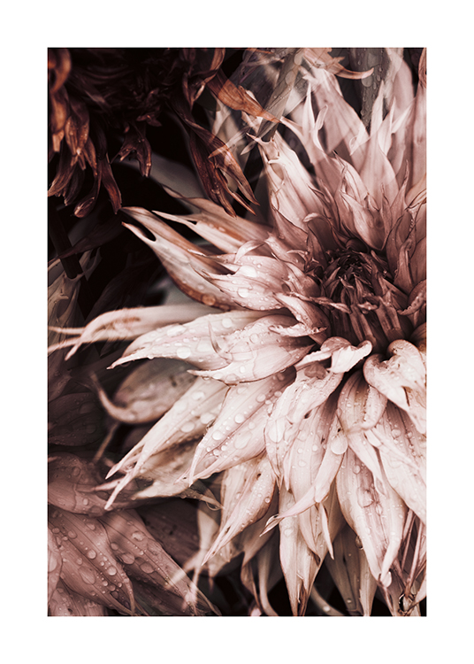  – Fotografie einer Spinnendahlie in Rosa mit Wassertröpfchen auf den Blütenblättern