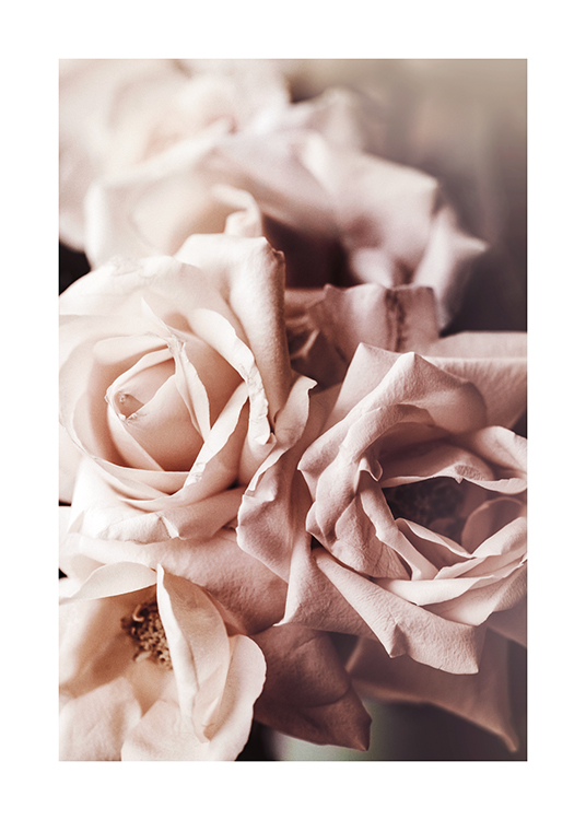  – Fotografie mit der Nahaufnahme von einigen rosa Rosen