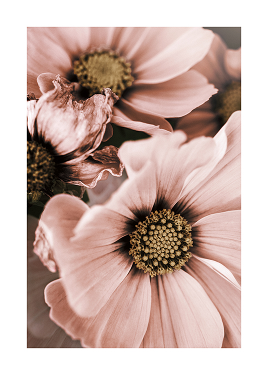 – Fotografie mit der Nahaufnahme einiger rosa Blüten mit einer beigen Mitte