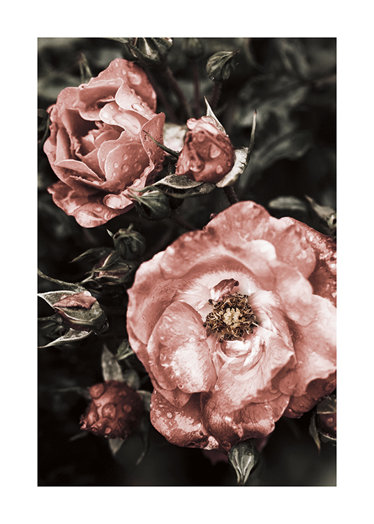  – Fotografie von großen Blumen in Rosa mit weißen Flecken und Wassertröpfchen vor einem dunkelgrünen Hintergrund