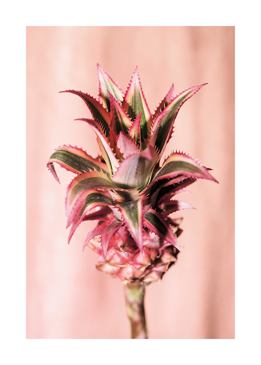  – Fotografie einer Ananas-Blüte mit blassrosa Hintergrund