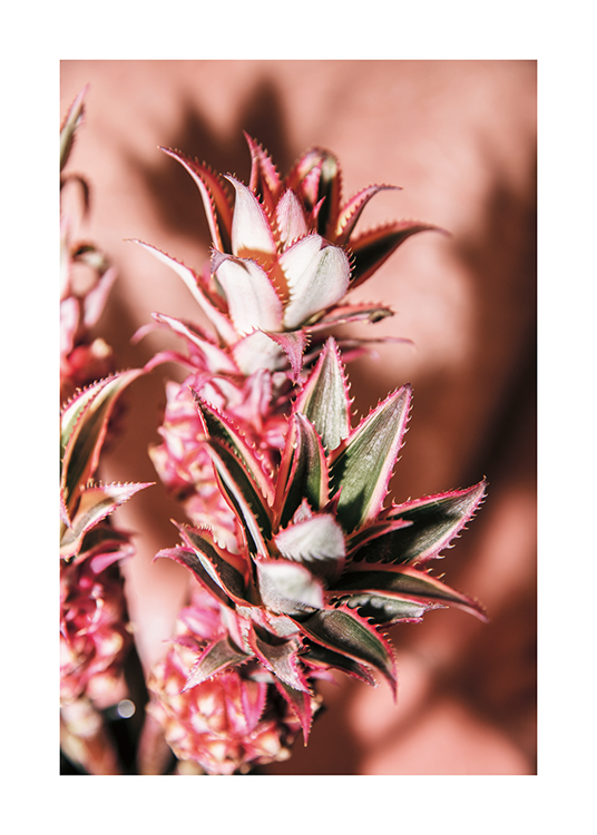  – Fotografie mit mehreren Ananasblüten vor blassrosa Hintergrund