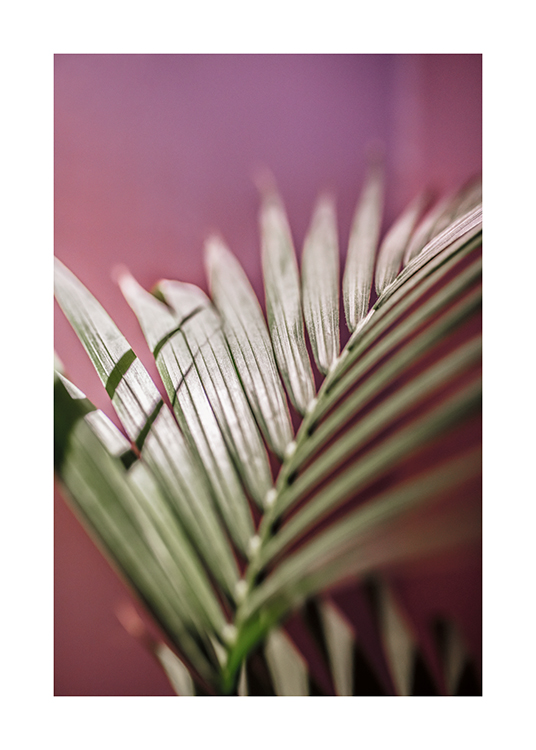  – Fotografie eines Palmblattes mit rosa Hintergrund