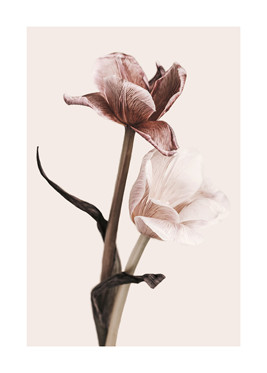  – Foto von zwei Tulpen mit rosafarbenen, gestreiften Blütenblättern vor einem Hintergrund in Hellbeige