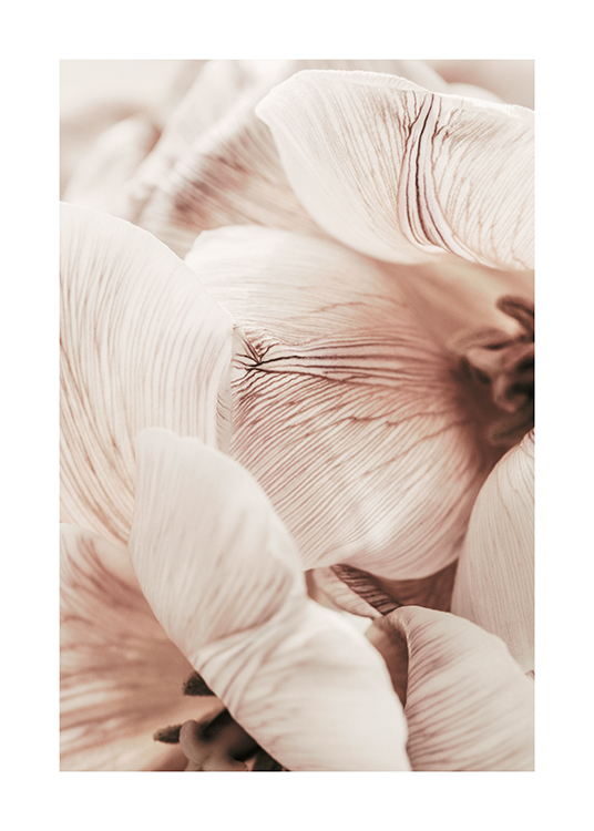  – Nahaufnahme der hellen Blütenblätter von Tulpen, mit Streifen in den Blütenblättern