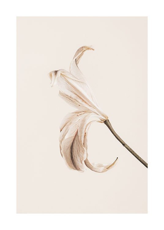  – Fotografie einer Lilie mit hellen Blütenblättern vor einem hellbeigen Hintergrund