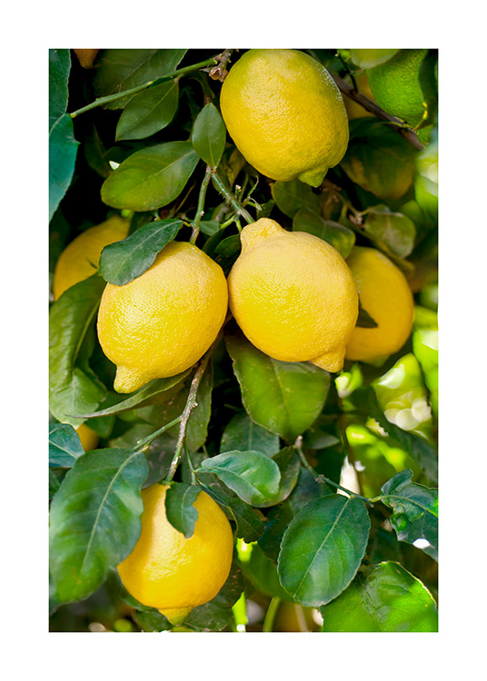  – Fotografie mit gelben Zitronen und grünen Blättern