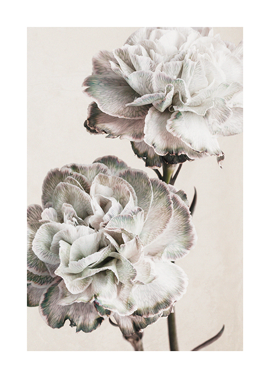  – Fotografie von zwei großen Blüten in Grau und Rosa vor einem hellbeigen Hintergrund