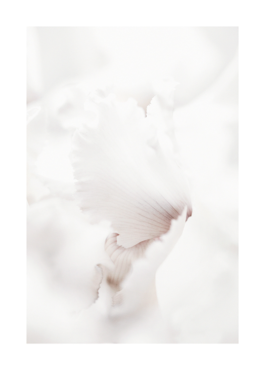  – Nahaufnahme der weißen Blütenblätter einer Blume mit dunklen Streifen in der Mitte