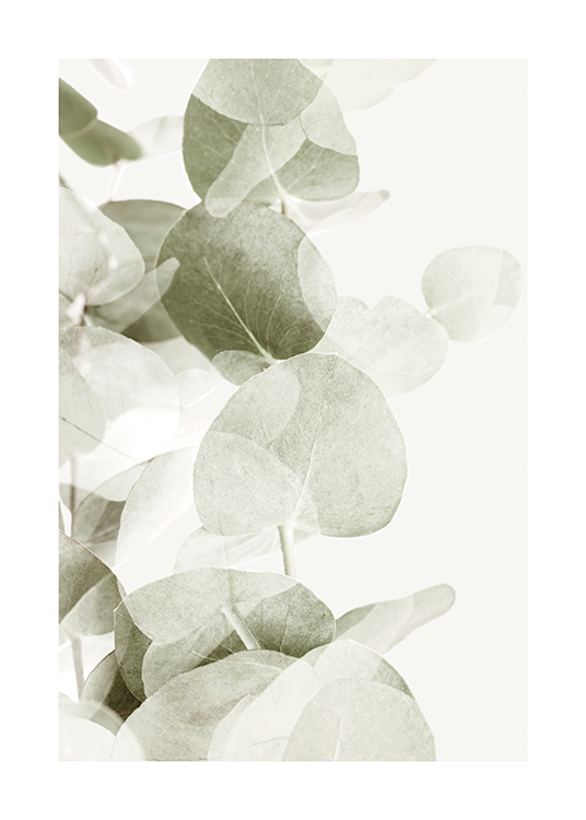  – Fotografie von Eukalyptusblättern in Graugrün mit durchsichtigen Schatten auf hellem Hintergrund